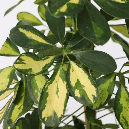 Cheflera - Schefflera 'dalton' - Altura 90-100cm - ⌀21cm_3