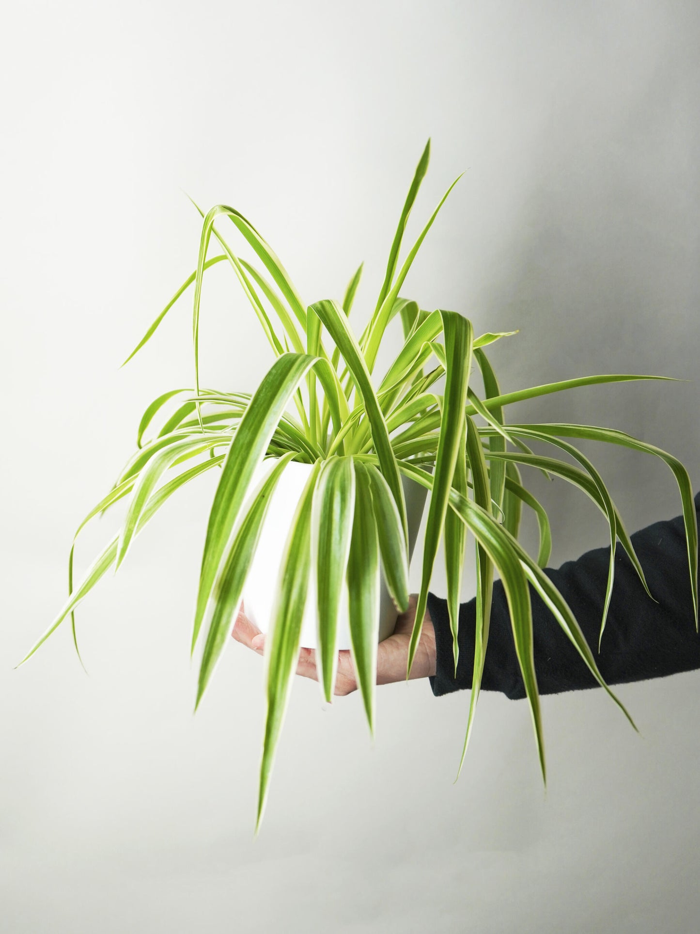 Cinta O Chlorophytum_0