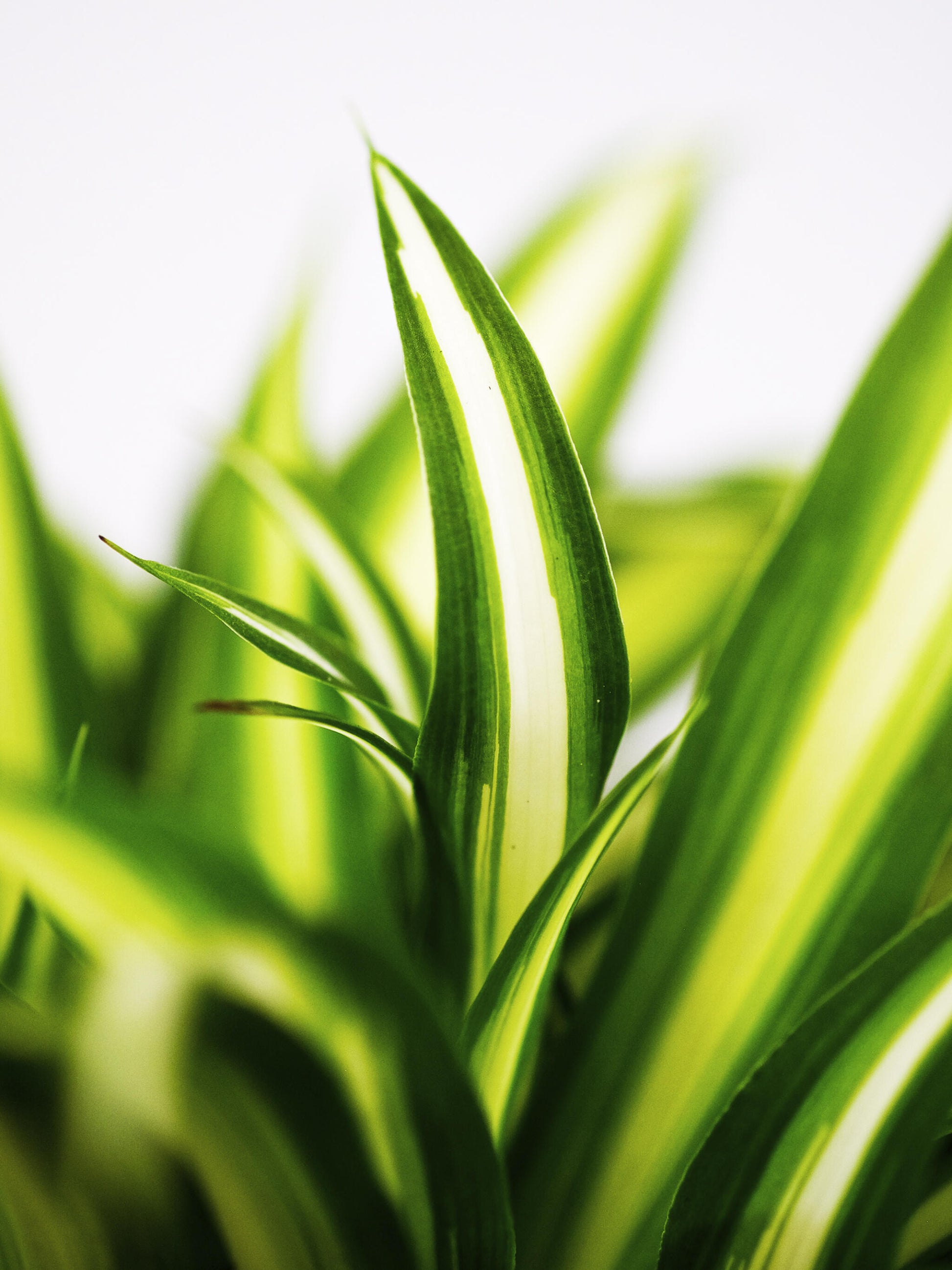 Cinta O Chlorophytum_1