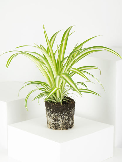 Cinta O Chlorophytum_2