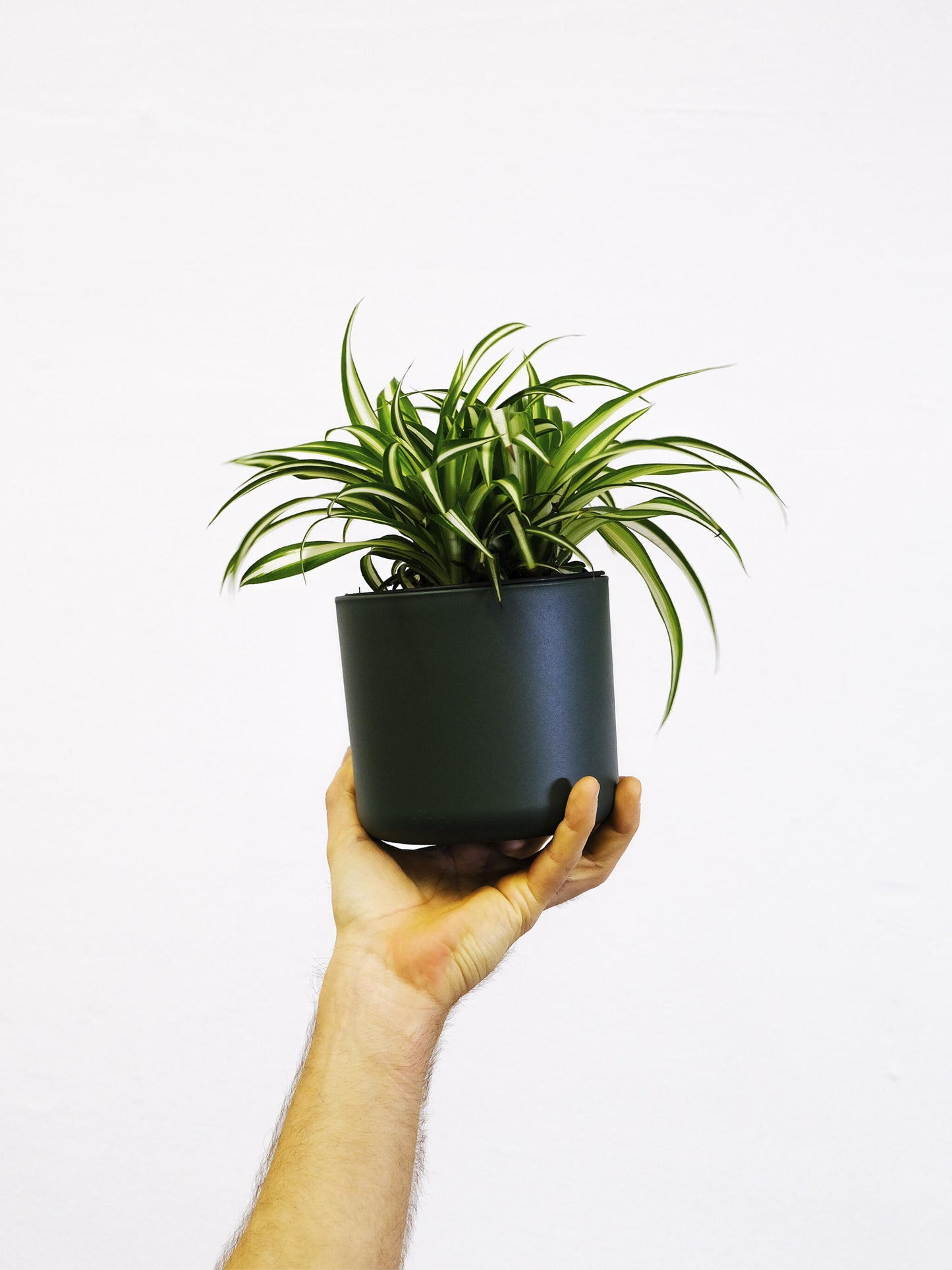Cinta O Chlorophytum_3