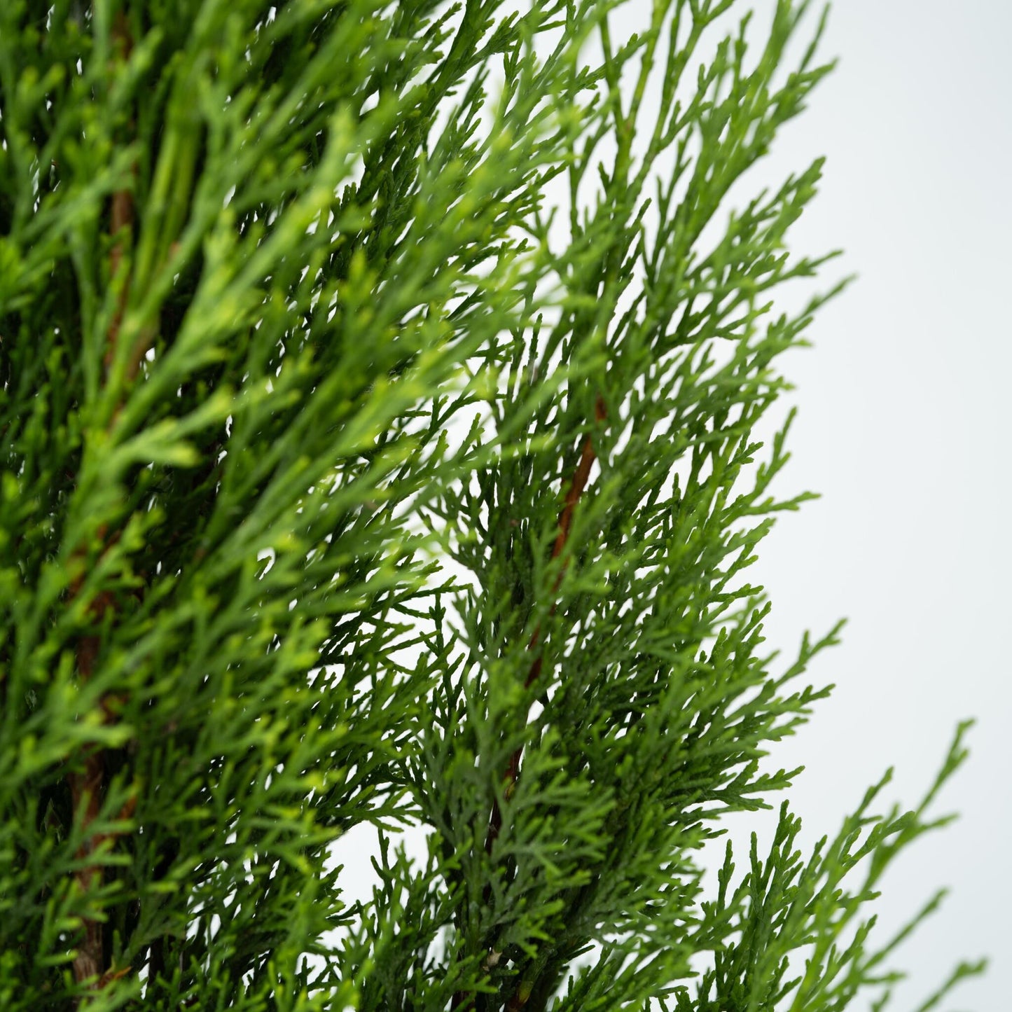 Ciprés - Arbol De Los Cementerios - 2 Pzs - Cupressus - Altura 70-80cm - ⌀19cm_3