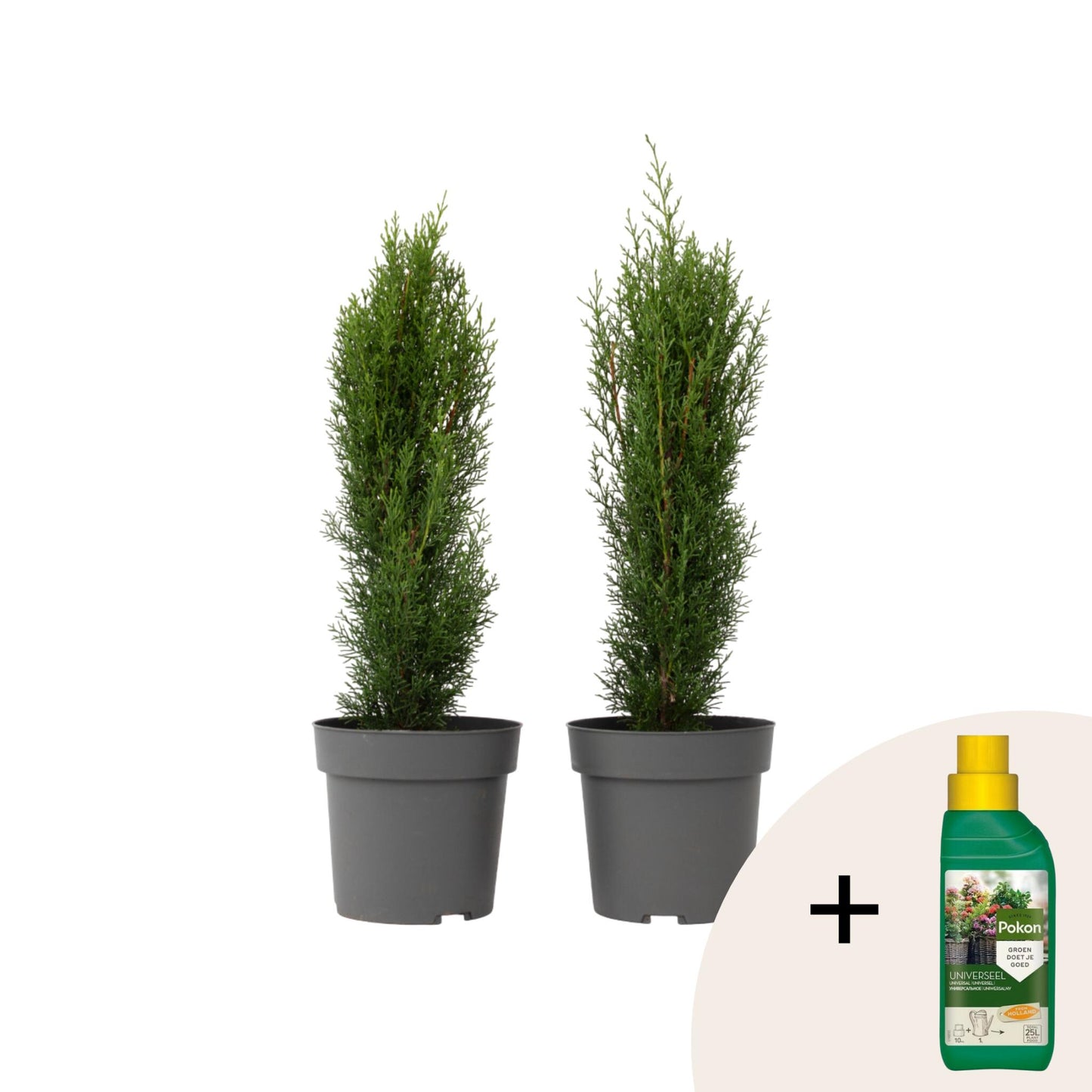Ciprés Italiano - 2 Pzs - Cupressus Sempervirens 'totem' - A60-80cm - ⌀19cm_0