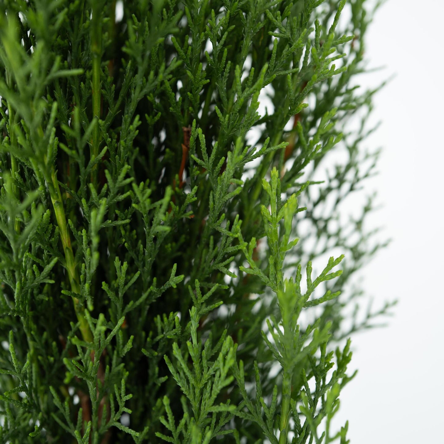 Ciprés Italiano - 2 Pzs - Cupressus Sempervirens 'totem' - A60-80cm - ⌀19cm_3