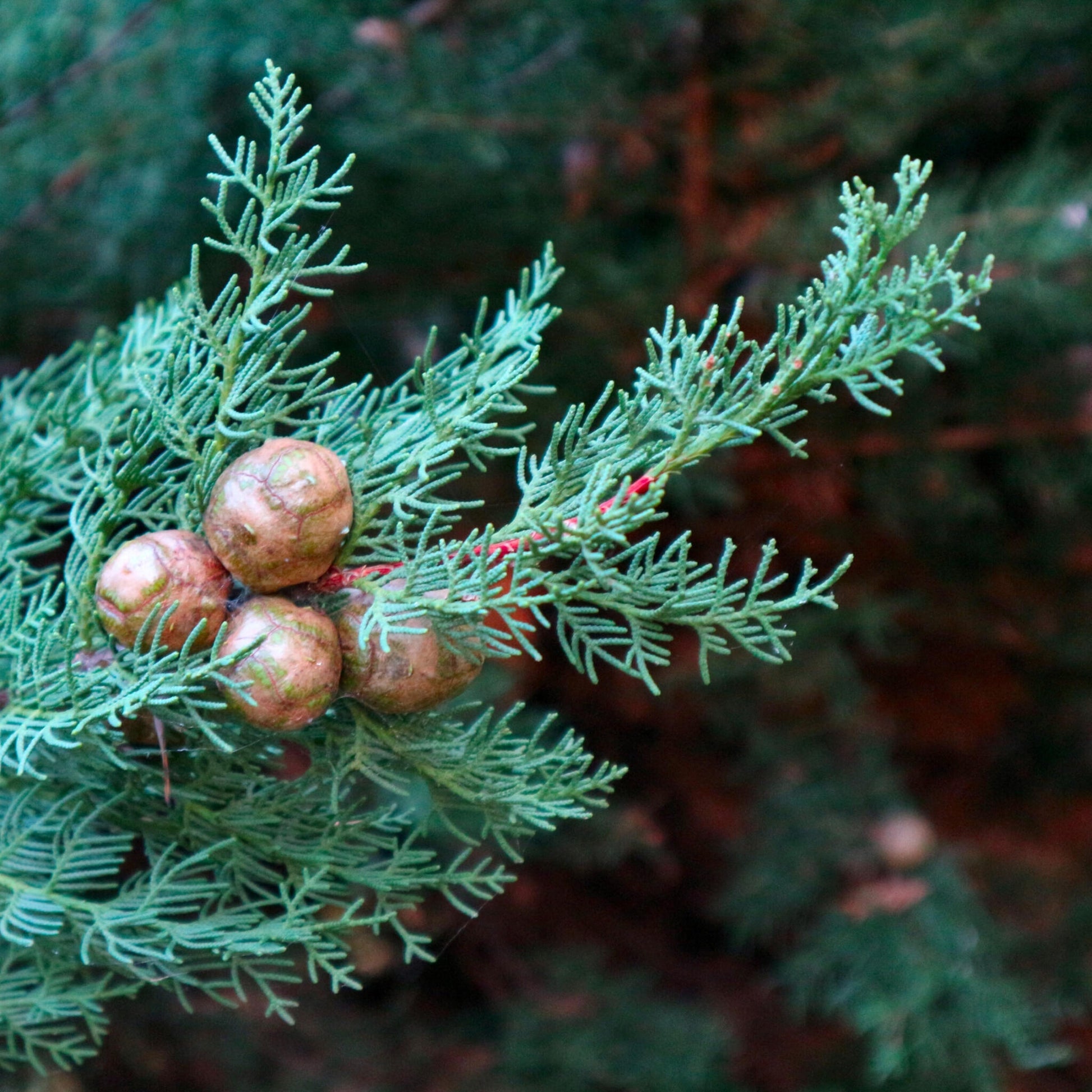Ciprés Italiano - Cupressus Sempervirens 'totem' - Altura 60-80cm - ⌀19cm_1