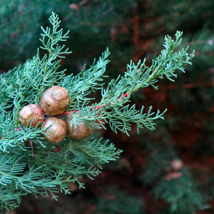Ciprés Italiano - Cupressus Sempervirens 'totem' - Altura 60-80cm - ⌀19cm_1