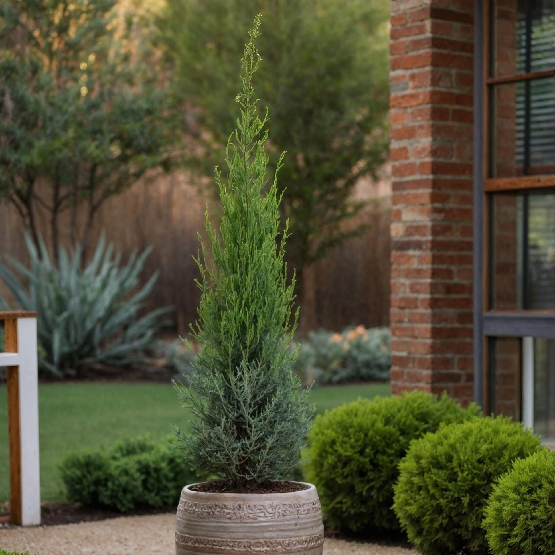 Ciprés Italiano - Cupressus Sempervirens 'totem' - Altura 60-80cm - ⌀19cm_4