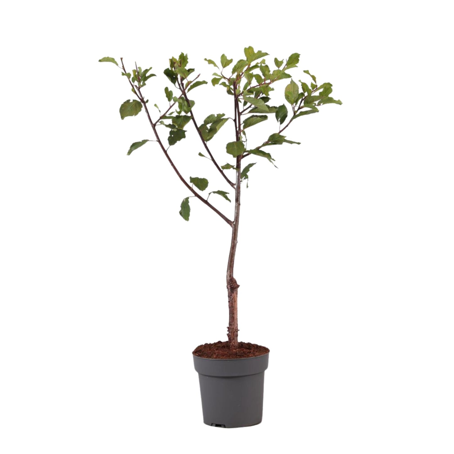 Ciruelo Enano - Prunus Domestica 'opal' - Altura 90-100cm - ⌀21cm_0