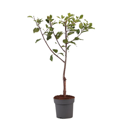 Ciruelo Enano - Prunus Domestica 'opal' - Altura 90-100cm - ⌀21cm_0