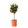 Citrofortunella Microcarpa - Citrus Mitis 'calamondin' - Altura 55-65cm - ⌀19cm