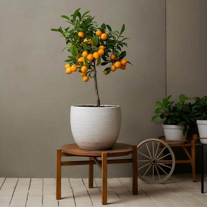 Citrofortunella Microcarpa - Citrus Mitis 'calamondin' - Altura 55-65cm - ⌀19cm_1