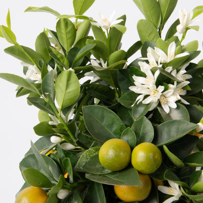 Citrofortunella Microcarpa - Citrus Mitis 'calamondin' - Altura 55-65cm - ⌀19cm_3