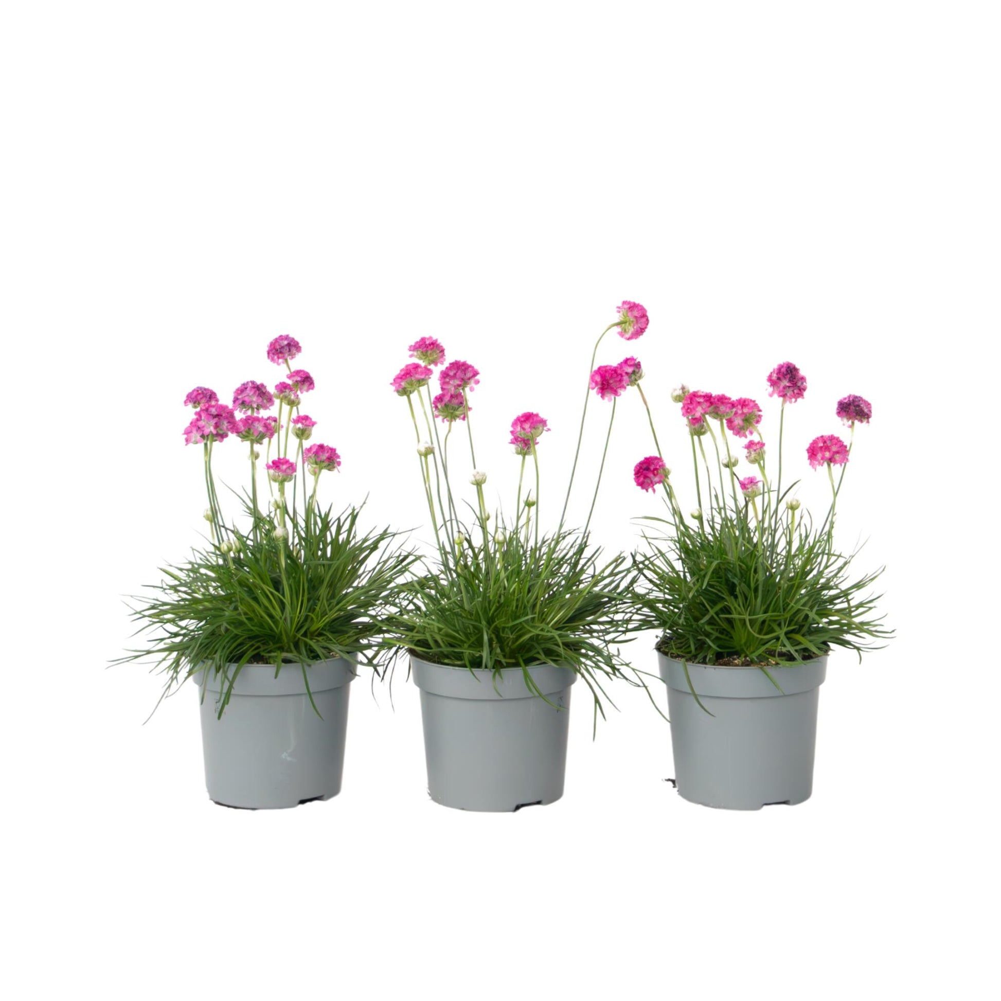 Clavel De Playas - 3 Pzs - Armeria Maritima 'deep Rose' - Altura 20-30cm - ⌀12cm_0