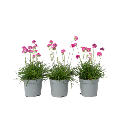 Clavel De Playas - 3 Pzs - Armeria Maritima 'deep Rose' - Altura 20-30cm - ⌀12cm_0