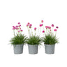 Clavel De Playas - 3 Pzs - Armeria Maritima 'deep Rose' - Altura 20-30cm - ⌀12cm