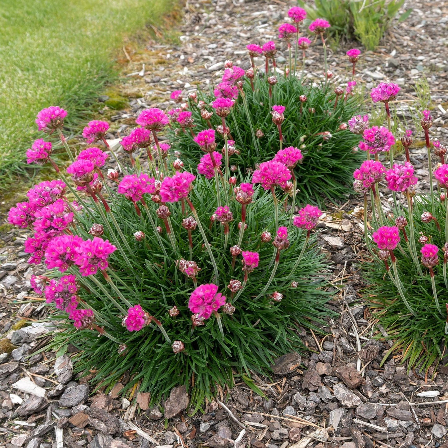 Clavel De Playas - 3 Pzs - Armeria Maritima 'deep Rose' - Altura 20-30cm - ⌀12cm_1