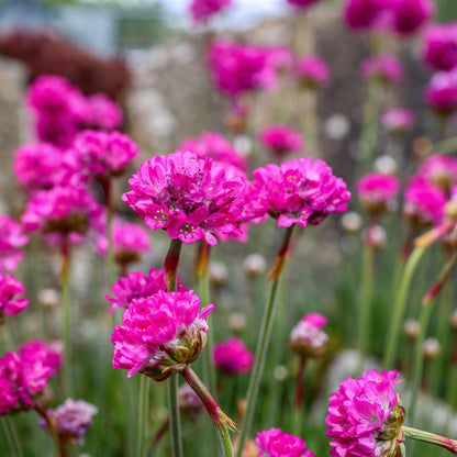 Clavel De Playas - 3 Pzs - Armeria Maritima 'deep Rose' - Altura 20-30cm - ⌀12cm_3