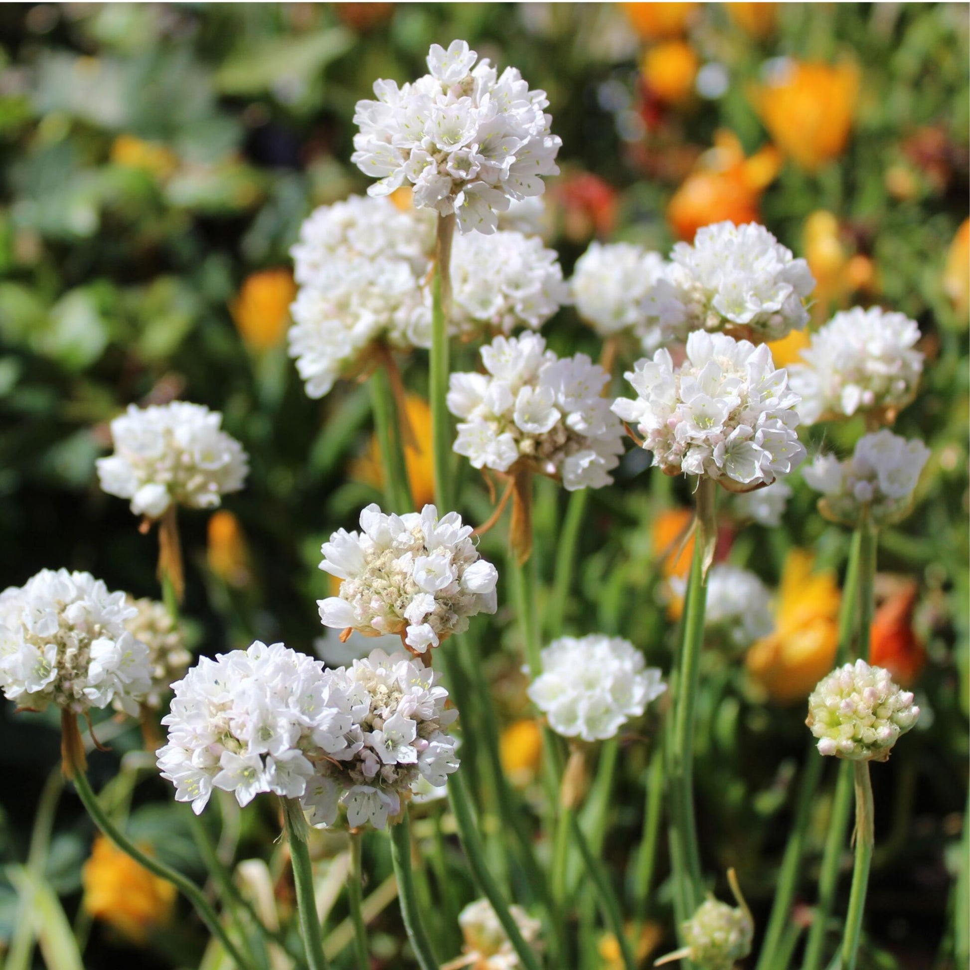 Clavel De Playas - 3 Pzs - Armeria Maritima 'deep White' - A20-30cm - ⌀12cm_1