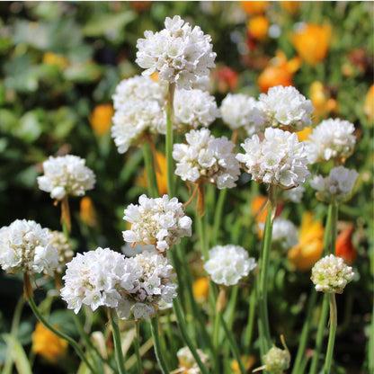 Clavel De Playas - 3 Pzs - Armeria Maritima 'deep White' - A20-30cm - ⌀12cm_1