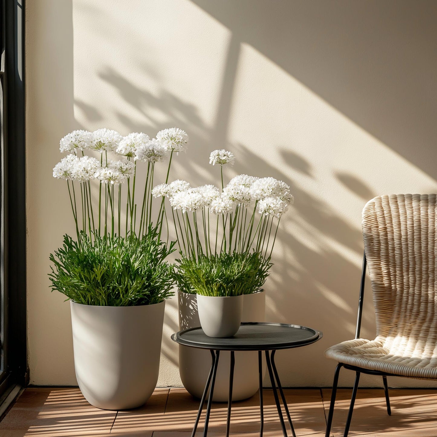 Clavel De Playas - 3 Pzs - Armeria Maritima 'deep White' - A20-30cm - ⌀12cm_4