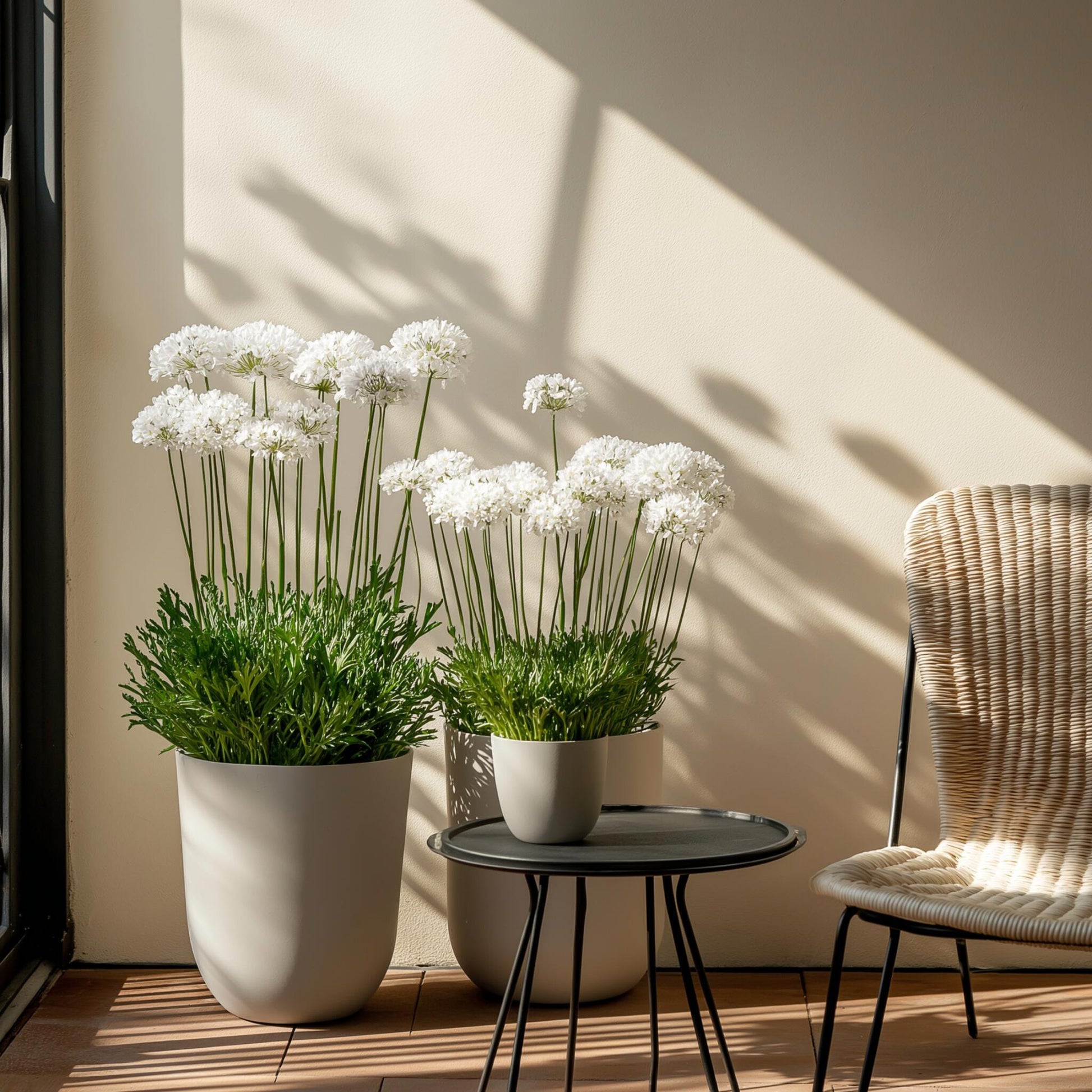 Clavel De Playas - 3 Pzs - Armeria Maritima 'deep White' - A20-30cm - ⌀12cm_4