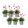 Clavel De Playas - 6 Pzs - Armeria Maritima 'deep Rose' - Altura 20-30cm - ⌀12cm
