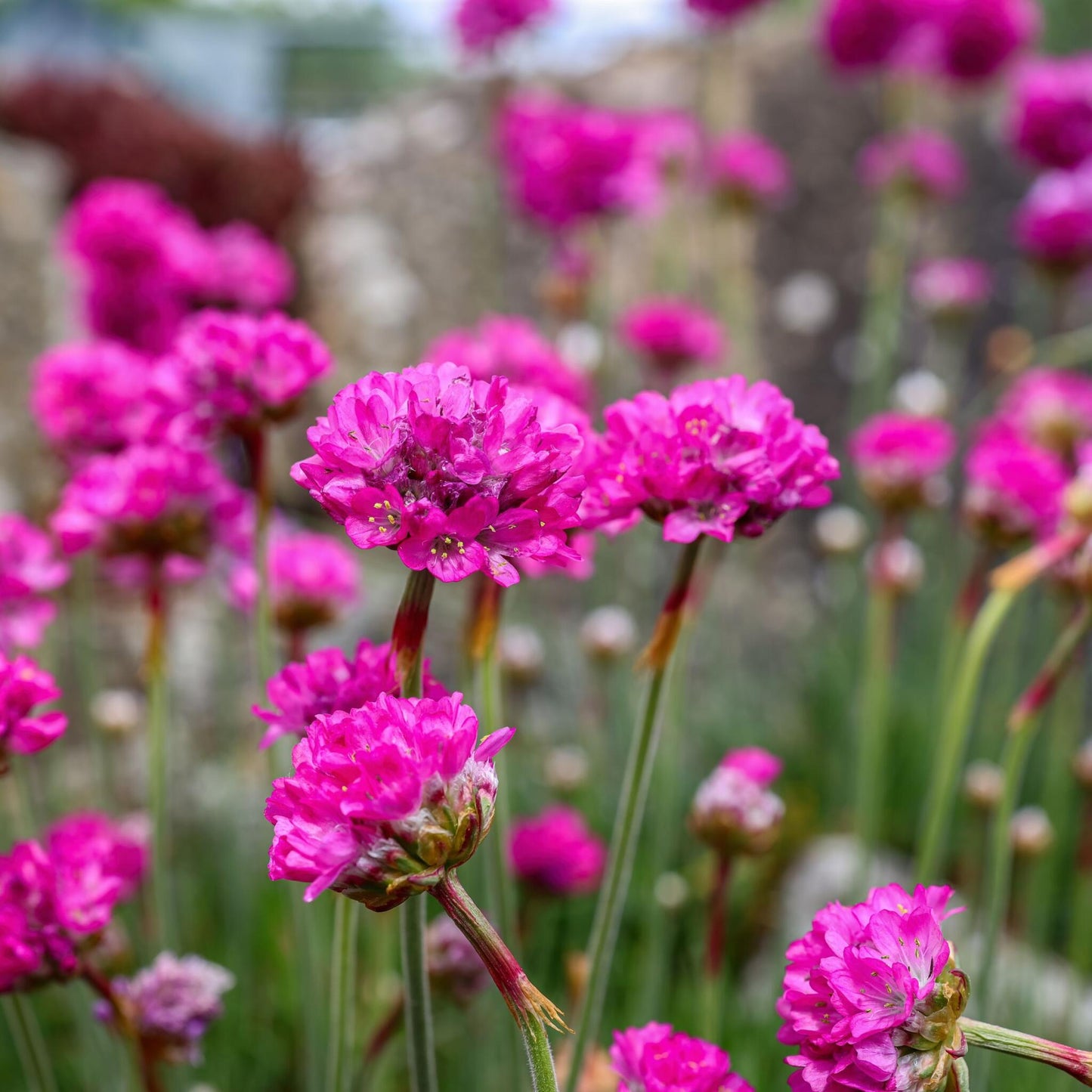 Clavel De Playas - 6 Pzs - Armeria Maritima 'deep Rose' - Altura 20-30cm - ⌀12cm_3