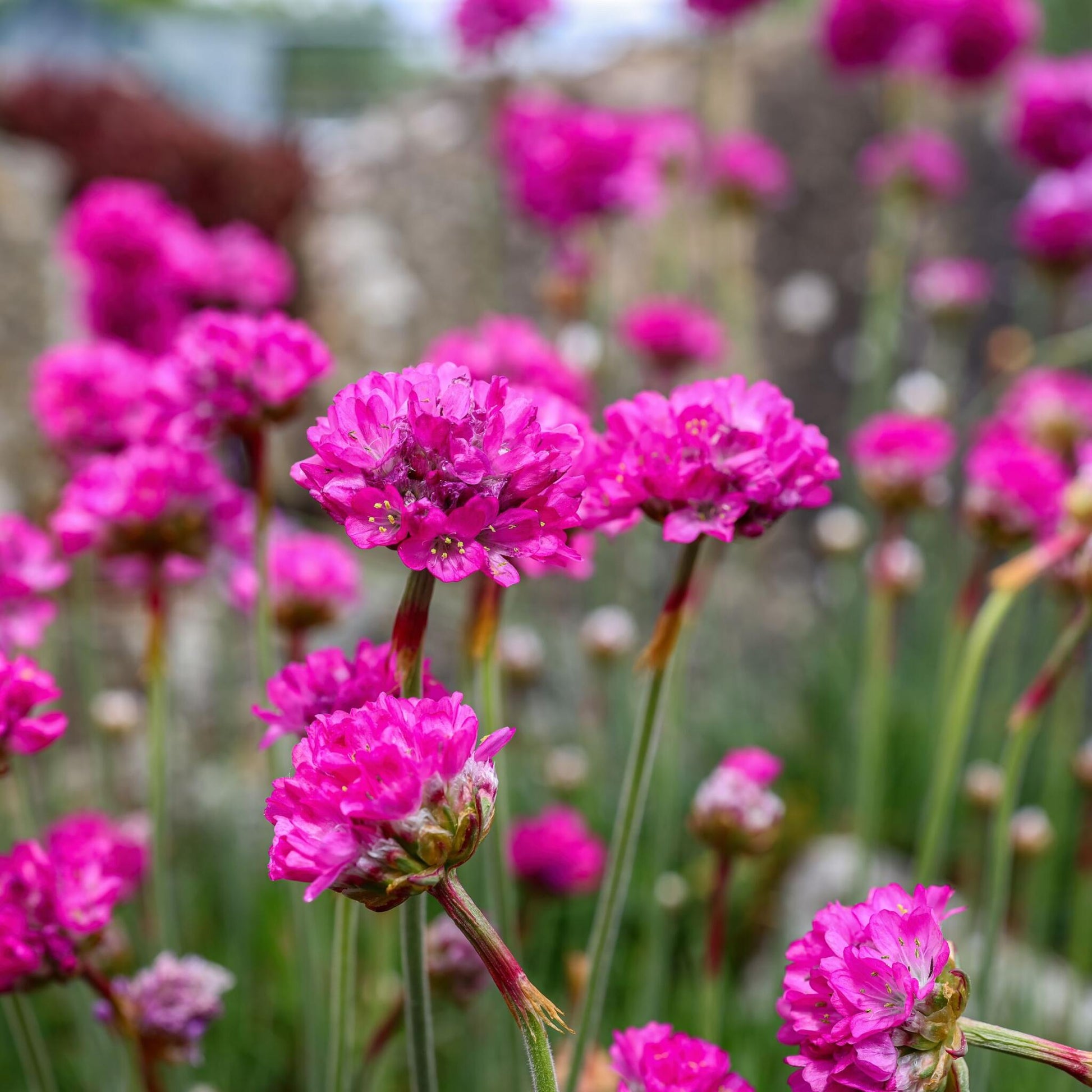 Clavel De Playas - 6 Pzs - Armeria Maritima 'deep Rose' - Altura 20-30cm - ⌀12cm_3