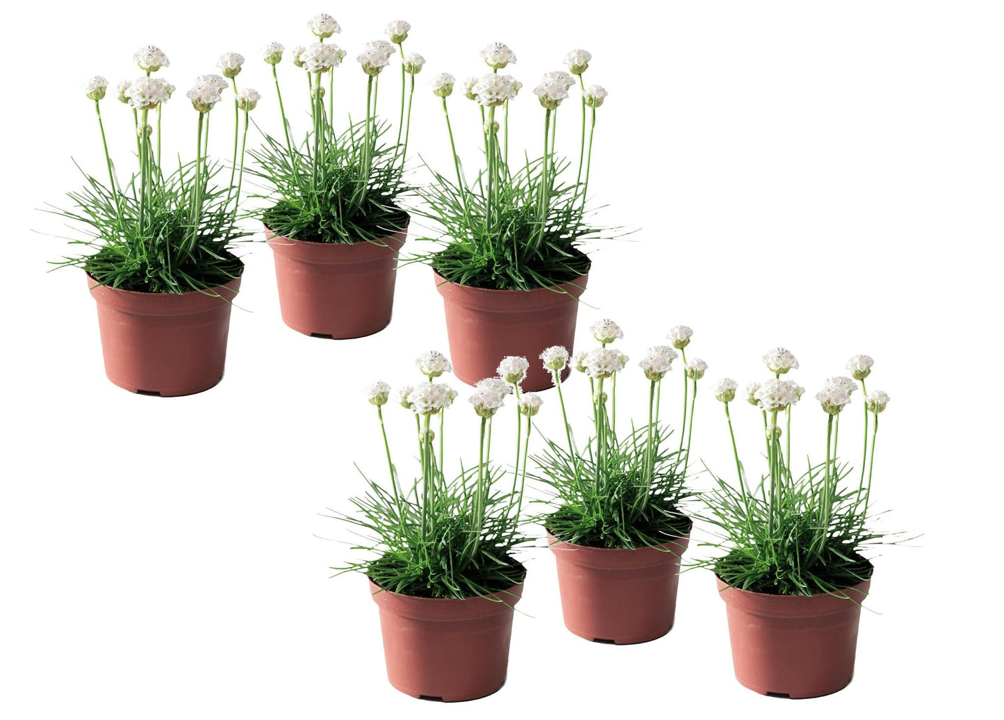 Clavel De Playas - 6 Pzs - Armeria Maritima 'deep White' - A20-30cm - ⌀12cm_0