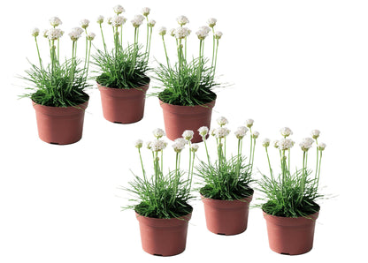 Clavel De Playas - 6 Pzs - Armeria Maritima 'deep White' - A20-30cm - ⌀12cm_0