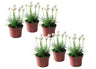 Clavel De Playas - 6 Pzs - Armeria Maritima 'deep White' - A20-30cm - ⌀12cm