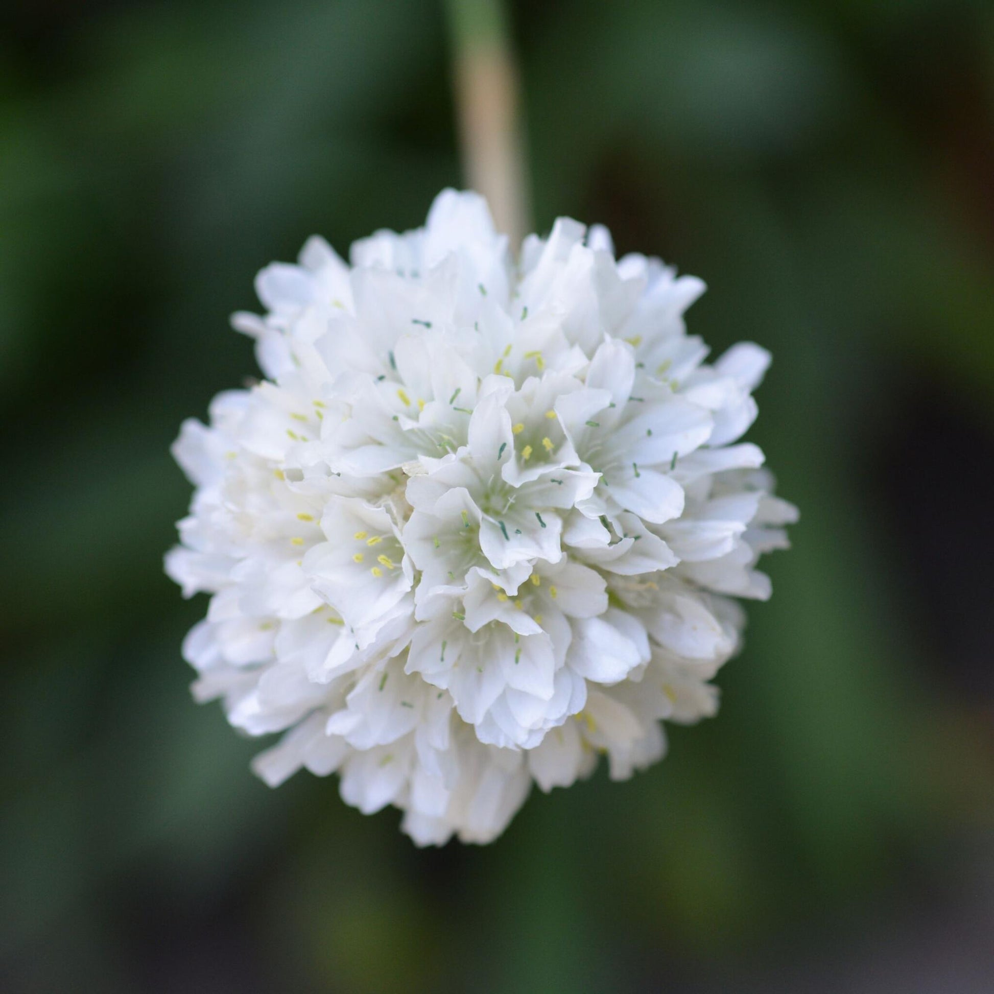 Clavel De Playas - 6 Pzs - Armeria Maritima 'deep White' - A20-30cm - ⌀12cm_3