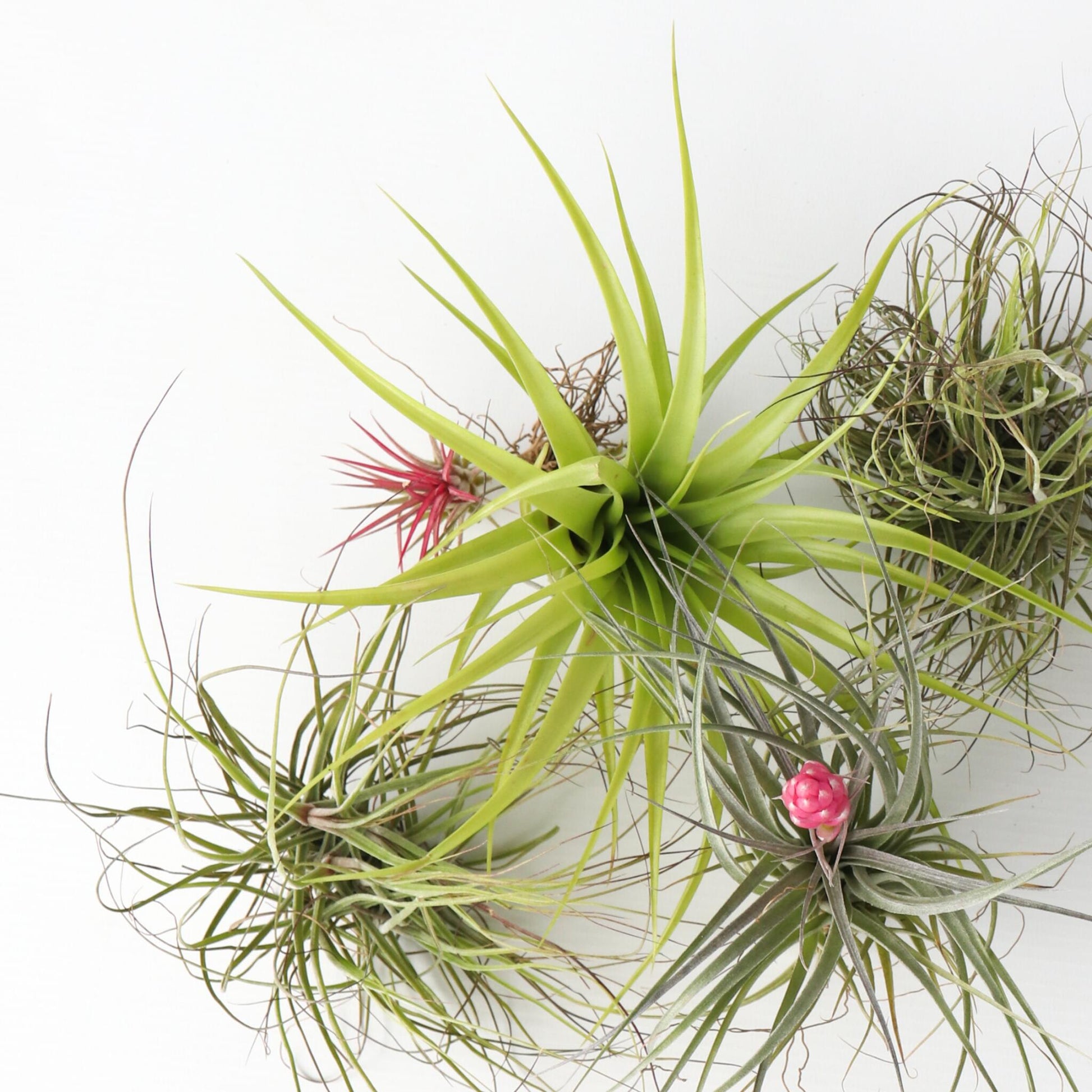 Claveles De Aire - 10 Pzs - Tillandsia - Altura 5-15cm - ⌀5cm_3