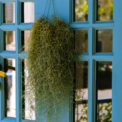 Claveles De Aire - 3 Pzs - Tillandsia Usneoides - Altura 25-40cm - ⌀5cm_1