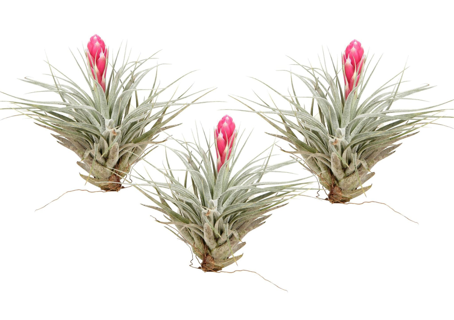 Claveles De Aire - 3 Pzs - Tillandsia 'cotton Candy' - Altura 5-15cm - ⌀5cm_0