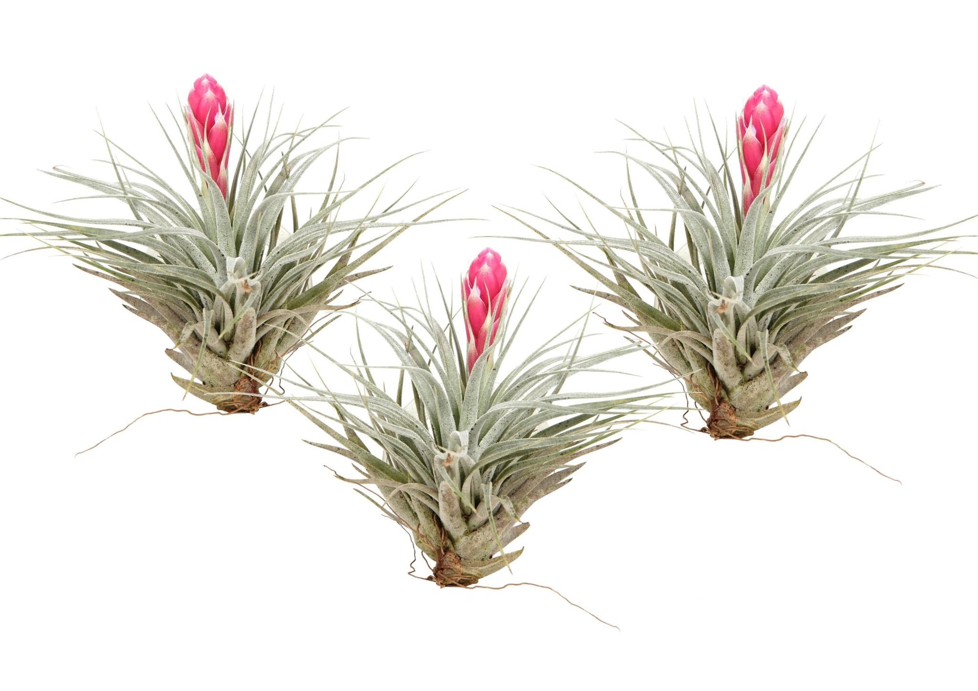 Claveles De Aire - 3 Pzs - Tillandsia 'cotton Candy' - Altura 5-15cm - ⌀5cm_0