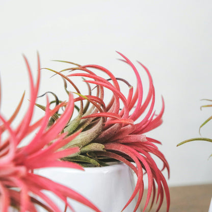 Claveles De Aire - 5 Pzs - Tillandsia - Altura 5-15cm - ⌀5cm_1