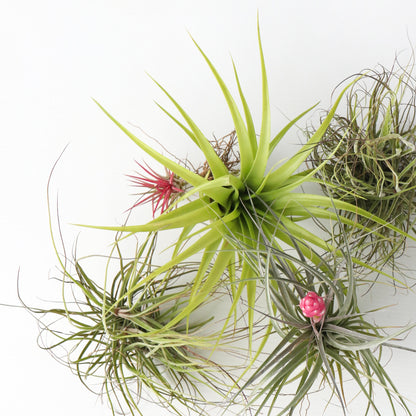 Claveles De Aire - 5 Pzs - Tillandsia - Altura 5-15cm - ⌀5cm_3