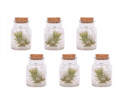 Claveles De Aire - 6 Pzs - Tillandsia - Altura 5-15cm - ⌀5cm_0