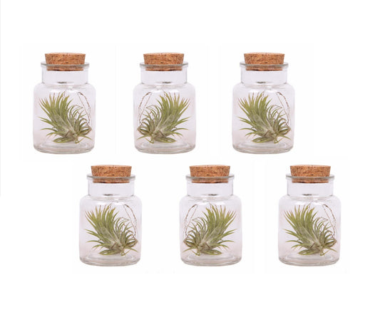 Claveles De Aire - 6 Pzs - Tillandsia - Altura 5-15cm - ⌀5cm_0