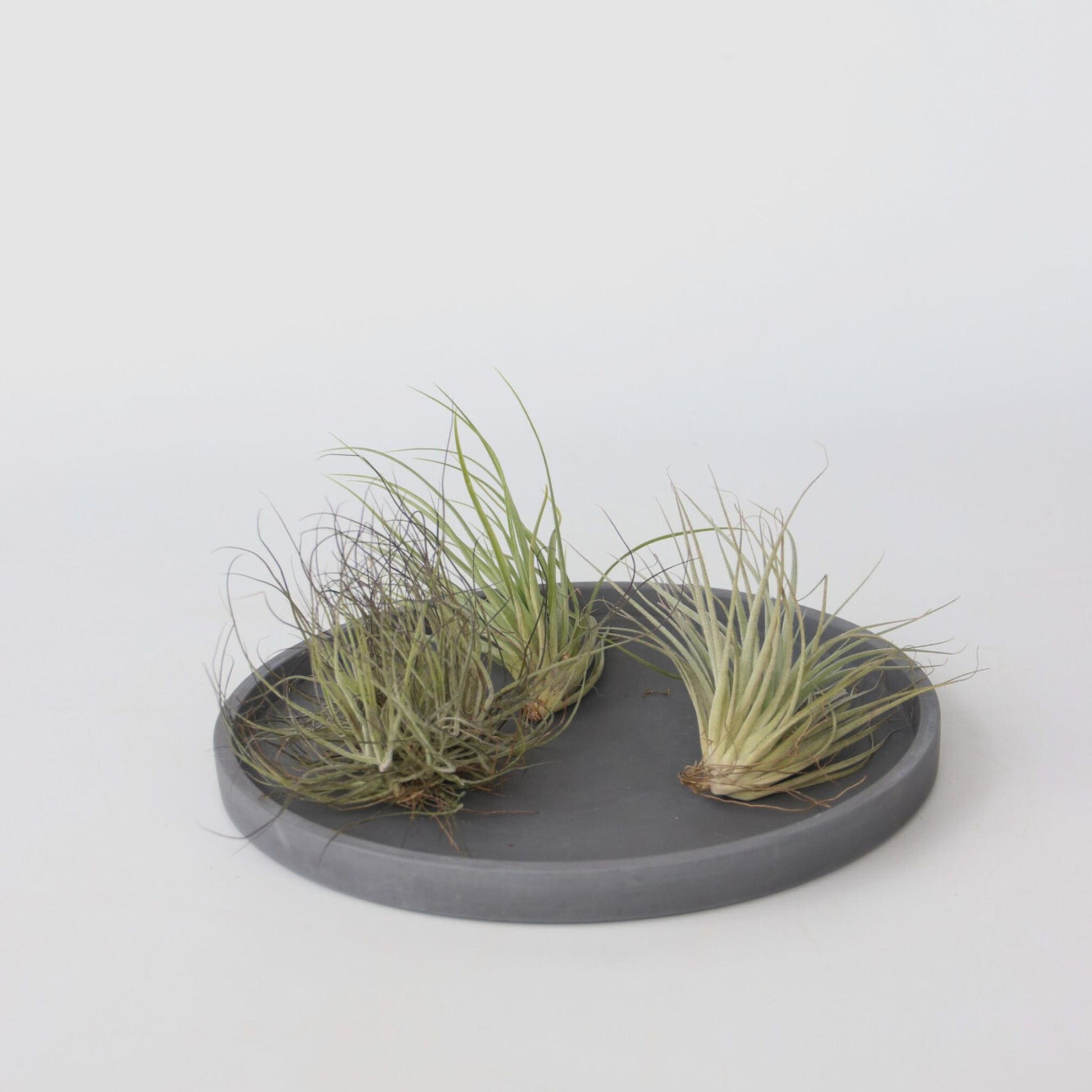 Claveles De Aire - 6 Pzs - Tillandsia - Altura 5-15cm - ⌀5cm_1