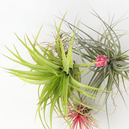 Claveles De Aire - 6 Pzs - Tillandsia - Altura 5-15cm - ⌀5cm_3