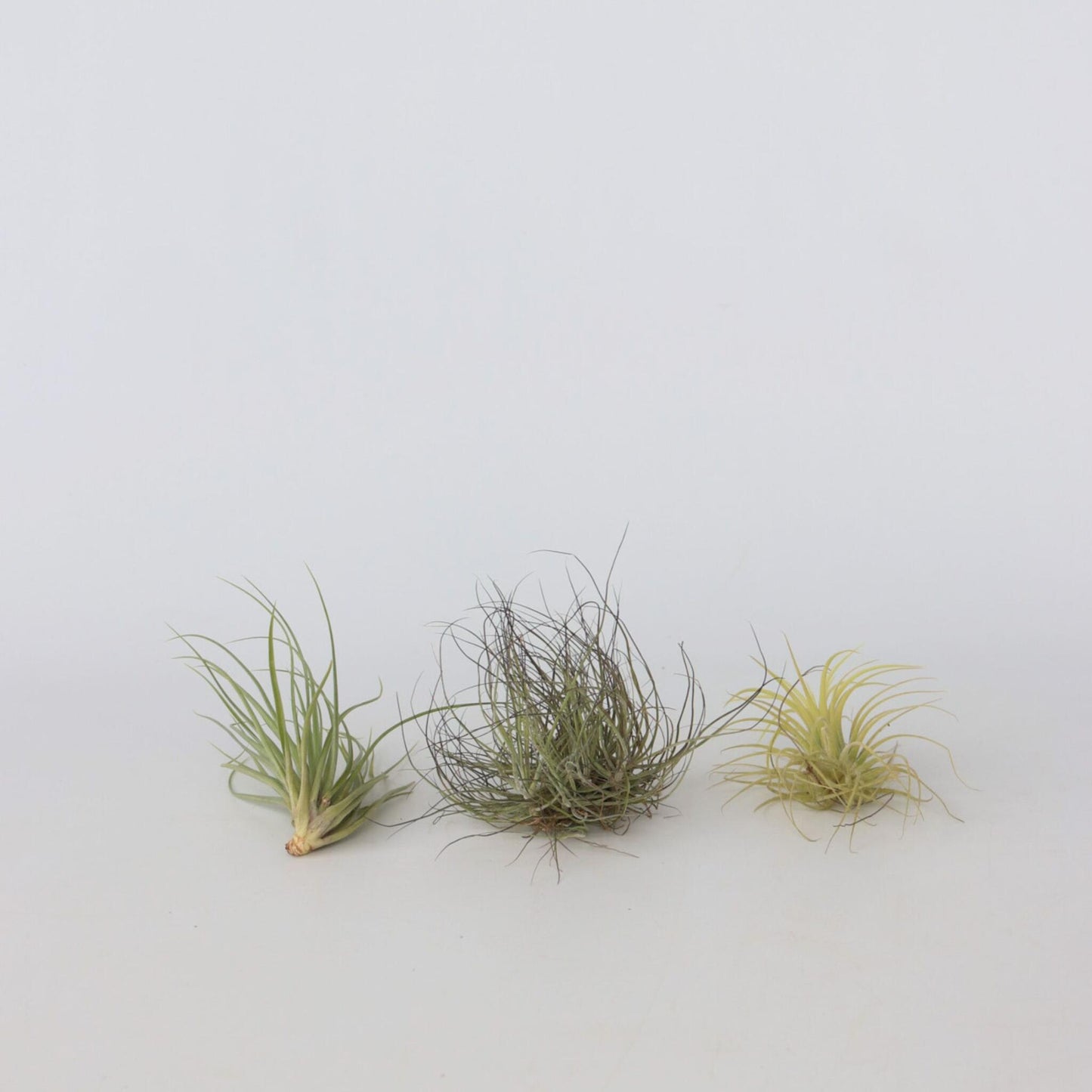 Claveles De Aire - 6 Pzs - Tillandsia - Altura 5-15cm - ⌀5cm_4