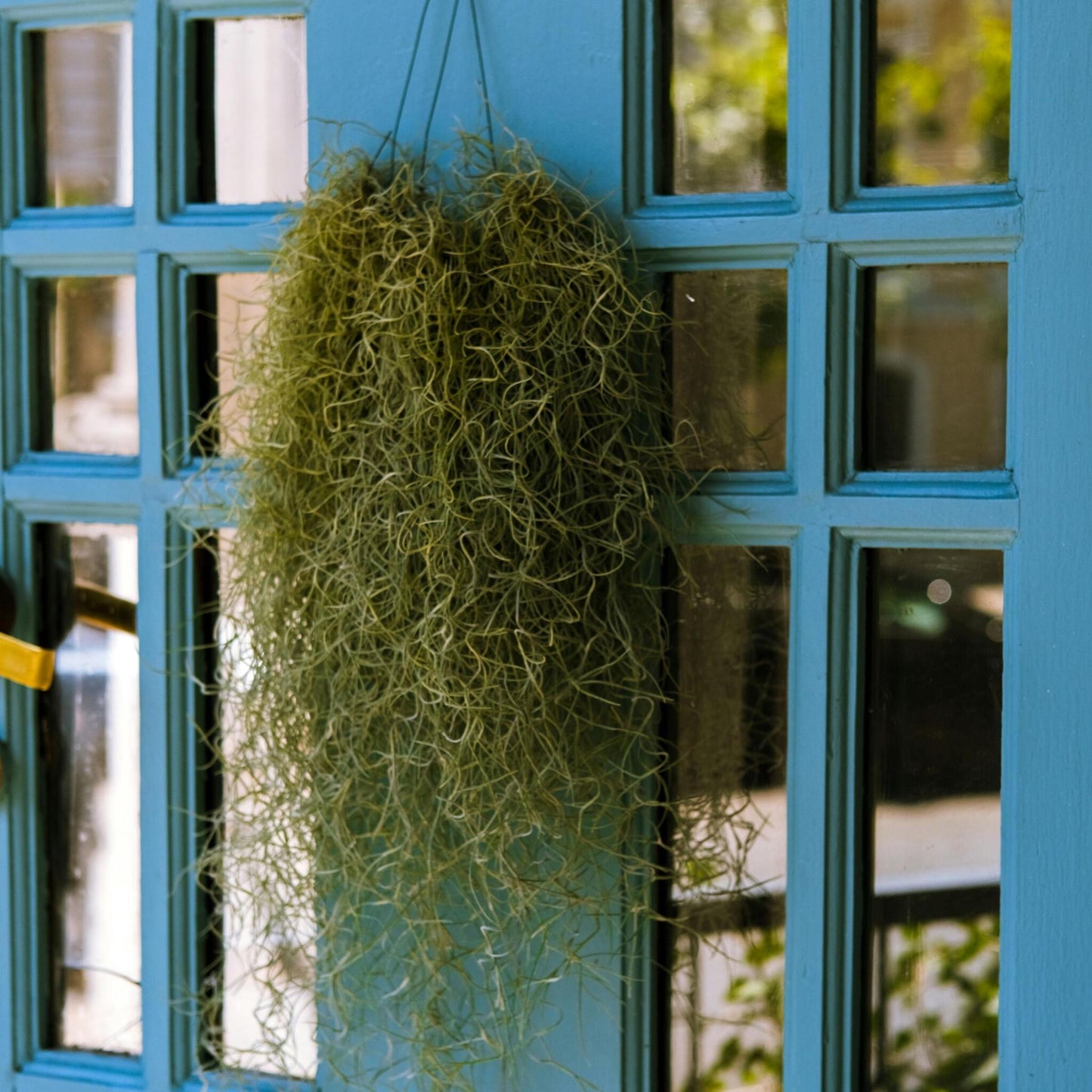 Claveles De Aire - 6 Pzs - Tillandsia Usneoides - Altura 25-40cm - ⌀5cm_1