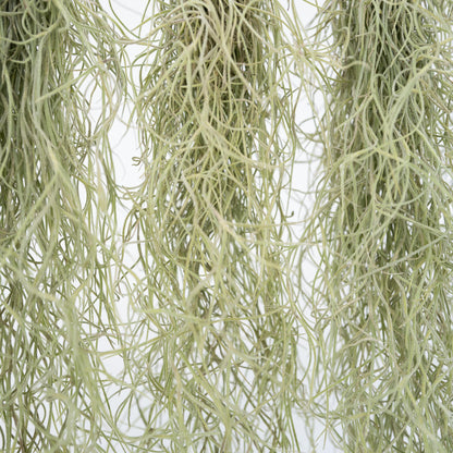 Claveles De Aire - 6 Pzs - Tillandsia Usneoides - Altura 25-40cm - ⌀5cm_3