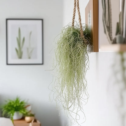 Claveles De Aire - 6 Pzs - Tillandsia Usneoides - Altura 25-40cm - ⌀5cm_4