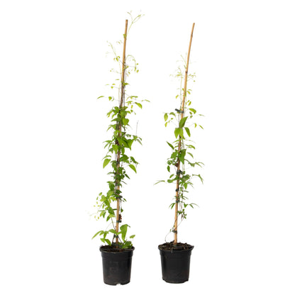 Clemátide - 2 Pzs - Clemátide 'the President' - Altura 100-120cm - ⌀17cm_0