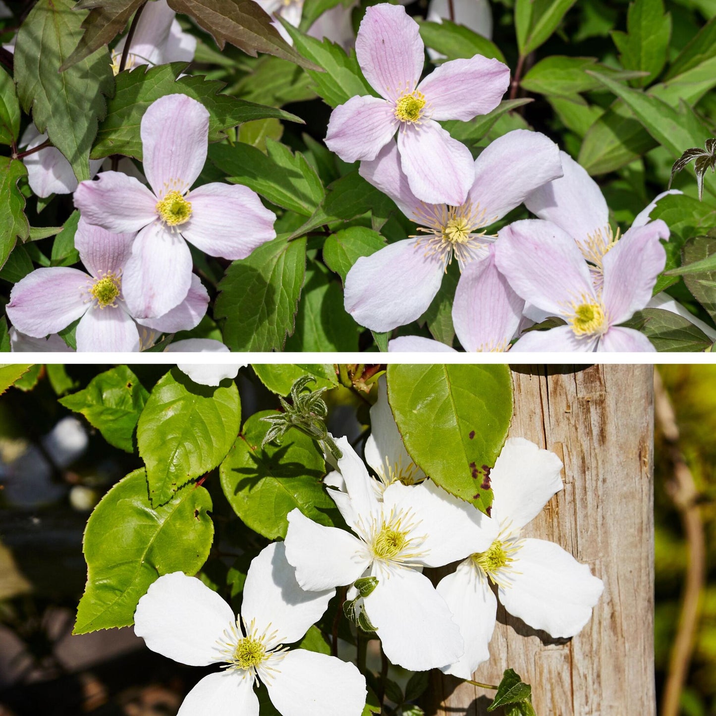 Clemátide - 2 Pzs - Clematis Grandiflora Fragrant Spring - A60-70cm - ⌀15cm_1