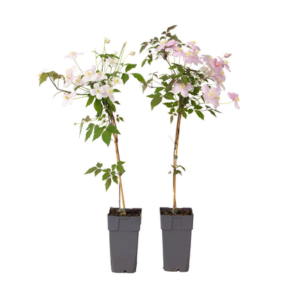 Clemátide - 2 Pzs - Clematis Montana 'fragrant Spring' - Altura 60-70cm - ⌀15cm_0