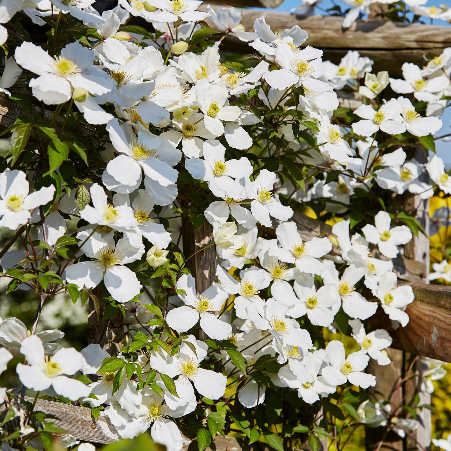 Clemátide - 2 Pzs - Clematis Montana 'grandiflora' - Altura 60-70cm - ⌀15cm_1